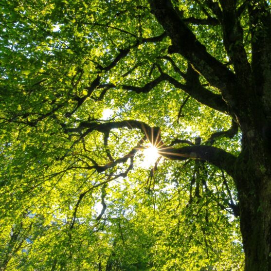 How Roots Shoots Leaves grew from £400k to over £1m turnover and secured smart funding to accelerate growth